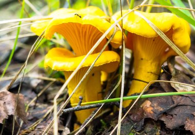 Yeşil çimenlerdeki ormanda mantarlı mantarlar. Taze mantarlar. Hobi. mantar arayışı.