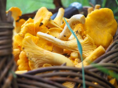 Bir sepet mantar. Cırcırböceği. Yeşil çimlerde hasır sepet..