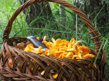 Bir sepet mantar. Cırcırböceği. Yeşil çimlerde hasır sepet..