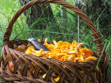 Bir sepet mantar. Cırcırböceği. Yeşil çimlerde hasır sepet..