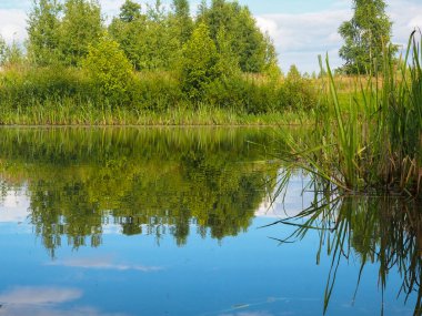 Nehirde yaz günü. Sudaki yeşilliğin yansıması. Güzel doğa. poster.