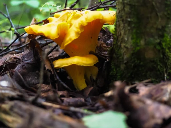 在绿草丛中的森林里 长着香菇 新鲜蘑菇 搜寻蘑菇 — 图库照片