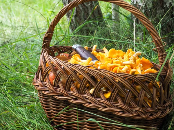 Bir sepet mantar. Cırcırböceği. Yeşil çimlerde hasır sepet..