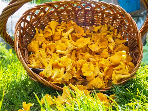 Bir sepet mantar. Cırcırböceği. Yeşil çimlerde hasır sepet..