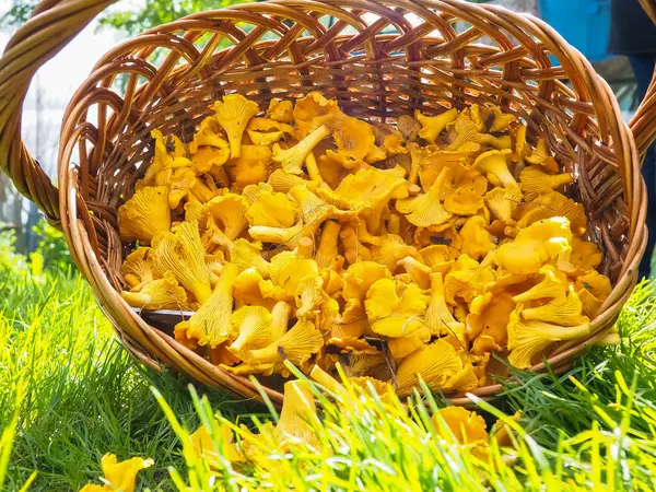 Bir sepet mantar. Cırcırböceği. Yeşil çimlerde hasır sepet..