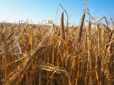 Olgun sarı arpa kulakları. Sonbahar hasadı. Çiftlik. arpa tarlası