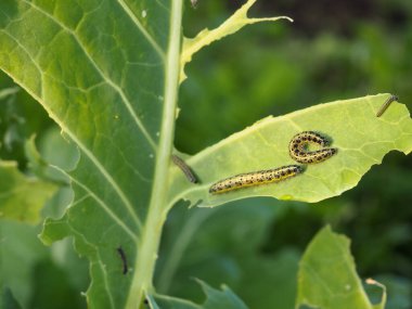 Lahana yapraklı tırtıllar. Baş belaları. Yenen mahsul. Tırtıl yakın plan..