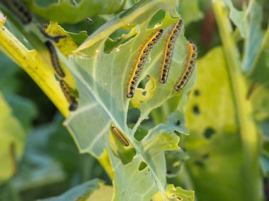 Lahana yapraklı tırtıllar. Baş belaları. Yenen mahsul. Tırtıl yakın plan..