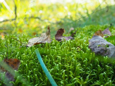 Ormandaki yosunların güneşli yakın plan fotoğrafı. Ağaçların yeşil yaprakları. Poster. başlık