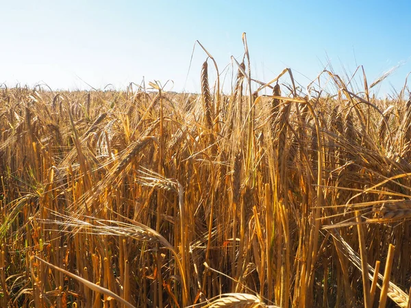 Ripe Yellow Ears Barley Autumn Harvest Farm Field Barley — Stock Photo, Image