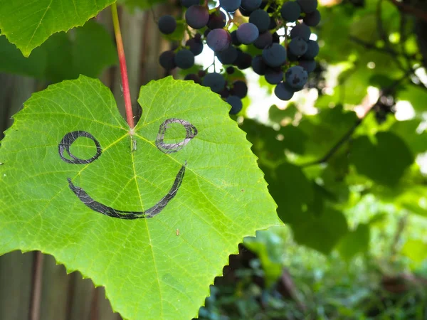 Les Feuilles Des Raisins Sourire Est Dessiné Sur Morceau Papier — Photo