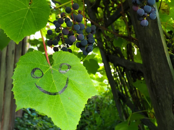 Les Feuilles Des Raisins Sourire Est Dessiné Sur Morceau Papier — Photo