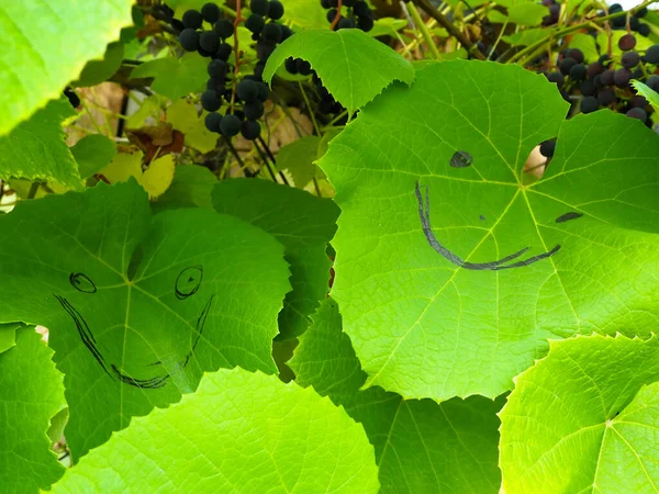 Folhas Das Uvas Sorriso Desenhado Pedaço Papel Uvas Amadurecimento — Fotografia de Stock