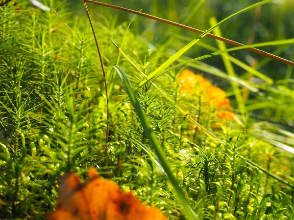 Foto Close Ensolarado Musgo Floresta Folhas Verdes Das Árvores Cartaz — Fotografia de Stock