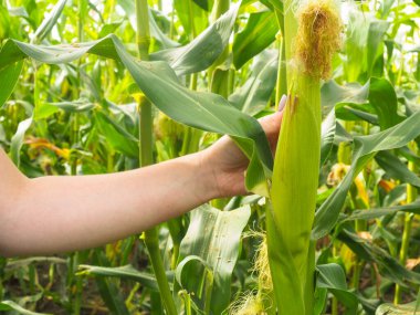 Çiftçinin tarlasında taze mısır. Bir kız mısırdan bir kulak koparır..
