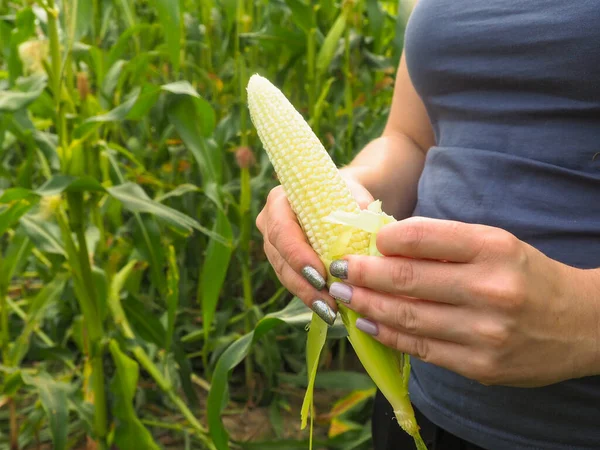 Çiftçinin tarlasında taze mısır. Bir kız mısırdan bir kulak koparır..