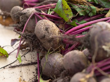 Bahçeden sebze topluyorum. Yeni toplanmış kırmızı pancarlar. çiftlik