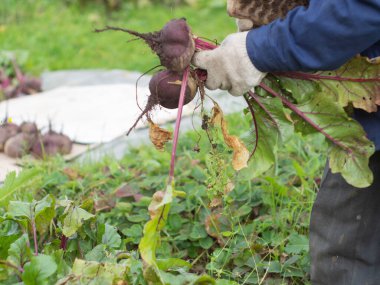 Bahçeden sebze topluyorum. Topraktan pancar temizliyor. çiftçilik.