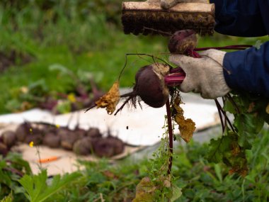 Bahçeden sebze topluyorum. Topraktan pancar temizliyor. çiftçilik.