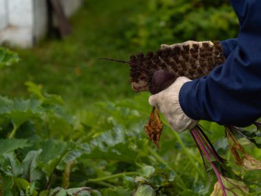 Bahçeden sebze topluyorum. Topraktan pancar temizliyor. çiftçilik.