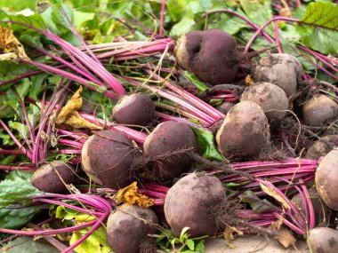 Bahçeden sebze topluyorum. Yeni toplanmış kırmızı pancarlar. çiftlik