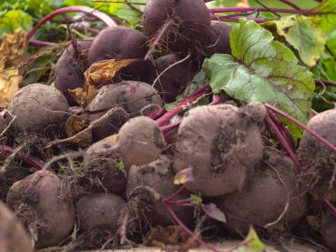 Bahçeden sebze topluyorum. Yeni toplanmış kırmızı pancarlar. çiftlik
