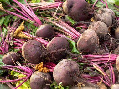 Bahçeden sebze topluyorum. Yeni toplanmış kırmızı pancarlar. çiftlik