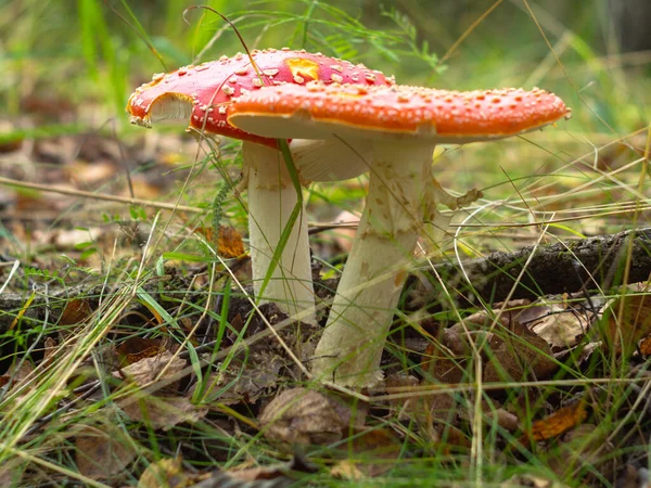 Güneşli bir arazide kırmızı mantarlar. Sonbahar ormanları. mantarlar.