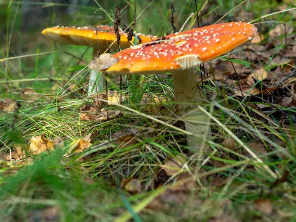 Tabourets Rouges Dans Une Clairière Ensoleillée Les Bois Automne Champignons — Photo