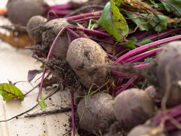 Bahçeden sebze topluyorum. Yeni toplanmış kırmızı pancarlar. çiftlik