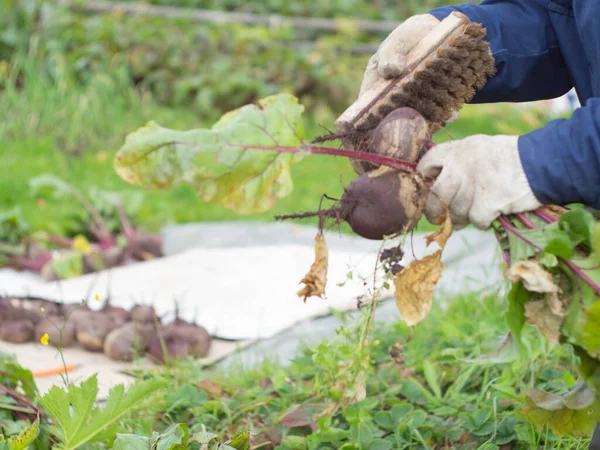 Bahçeden sebze topluyorum. Topraktan pancar temizliyor. çiftçilik.