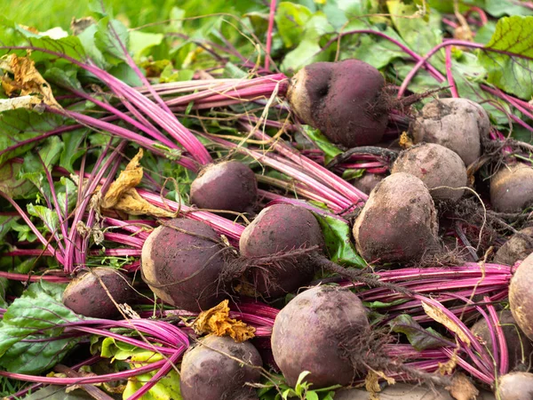 Bahçeden sebze topluyorum. Yeni toplanmış kırmızı pancarlar. çiftlik