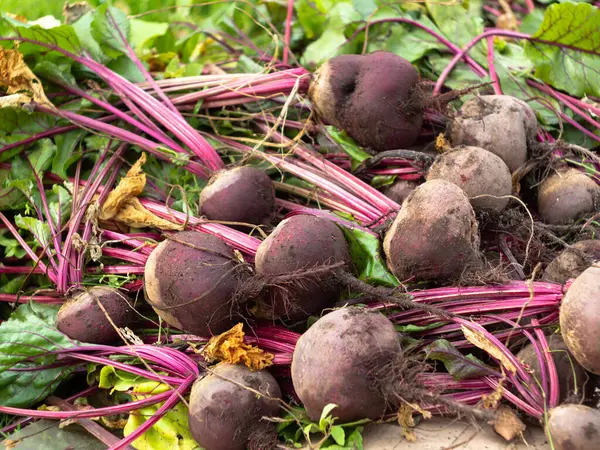 Bahçeden sebze topluyorum. Yeni toplanmış kırmızı pancarlar. çiftlik