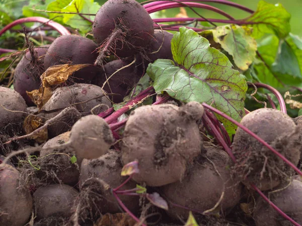 Bahçeden sebze topluyorum. Yeni toplanmış kırmızı pancarlar. çiftlik