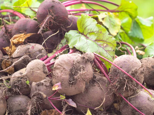 Bahçeden sebze topluyorum. Yeni toplanmış kırmızı pancarlar. çiftlik