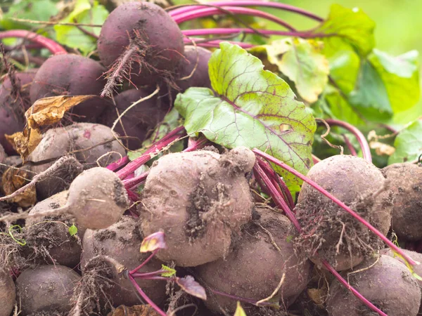 Bahçeden sebze topluyorum. Yeni toplanmış kırmızı pancarlar. çiftlik