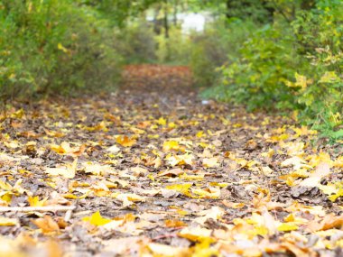 Parkın ara sokaklarına düşen yapraklar. Parkta sonbahar. Dezenfekte. sonbaharın renkleri