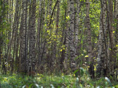 Arka plan. Yeşil huş ağacı ormanı. güzel doğa.