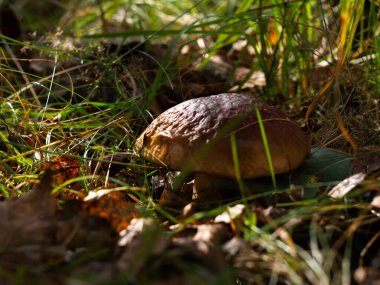 Çimenlerin arasından mantar kapağı dikizliyordu. Ormanda mantar arayacağız. beyaz mantar