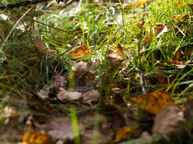 Yeşil çimlere düşen yapraklar. Bir huş ağacının fotoğrafı. arkaplan.