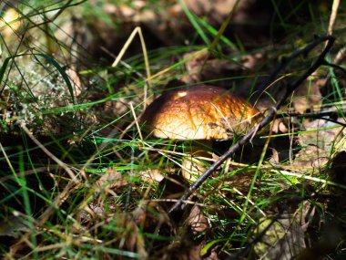 Çimenlerin arasından mantar kapağı dikizliyordu. Ormanda mantar arayacağız. beyaz mantar
