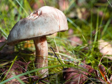 Ormandaki çimlerin üzerinde beyaz huş ağacı. Ormanda mantar topluyor. hobi.