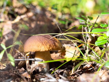 Ormandaki bir açıklıkta beyaz mantar. Ormanda mantar arayacağız. Hobi - sessiz avcılık