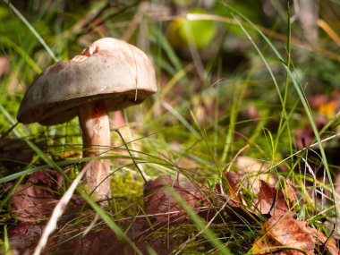 Ormandaki çimlerin üzerinde beyaz huş ağacı. Ormanda mantar topluyor. hobi.