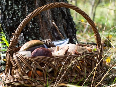 Ormandaki bir ağacın yanında bir sepet mantar. Mantar toplama. Sessiz avcılık bir hobidir..