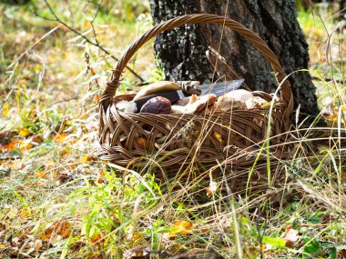 Ormandaki bir açıklıkta bir sepet dolusu mantar. Mantarları hasat et. Sessiz avcılık bir hobidir..
