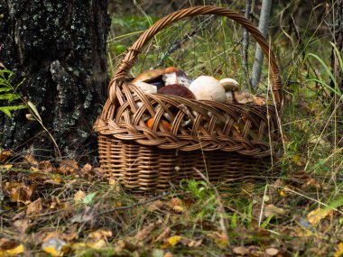 Ormandaki bir açıklıkta bir sepet dolusu mantar. Mantarları hasat et. Sessiz avcılık bir hobidir..