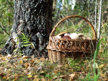Ormandaki bir açıklıkta bir sepet dolusu mantar. Mantarları hasat et. Sessiz avcılık bir hobidir..