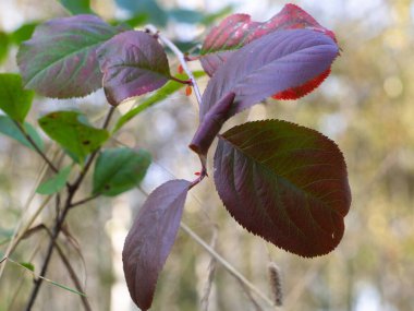 Çalı üzerinde yeşil-kahverengi yapraklar. Yeşillikte parlak renkler var. sonbahar.