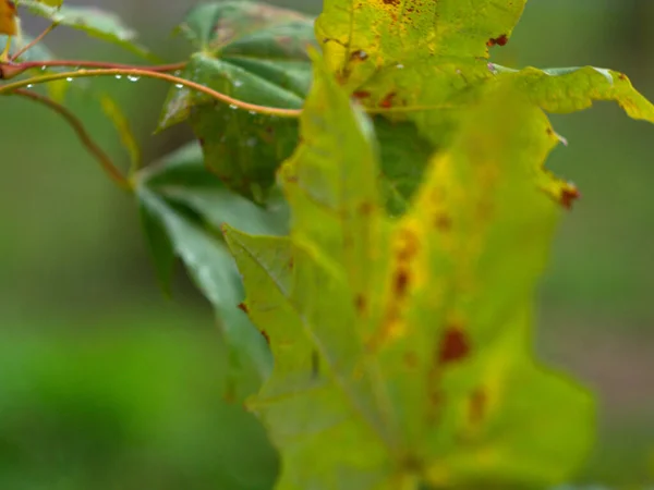 Feuilles Érable Vert Gros Plan Début Automne Nature Commence Endormir — Photo